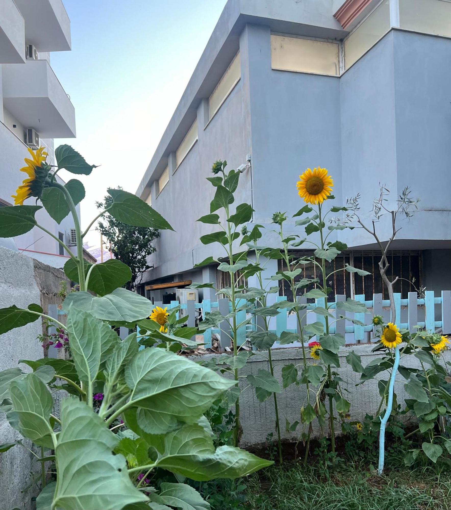 Sunflower Hotel 사밀 외부 사진